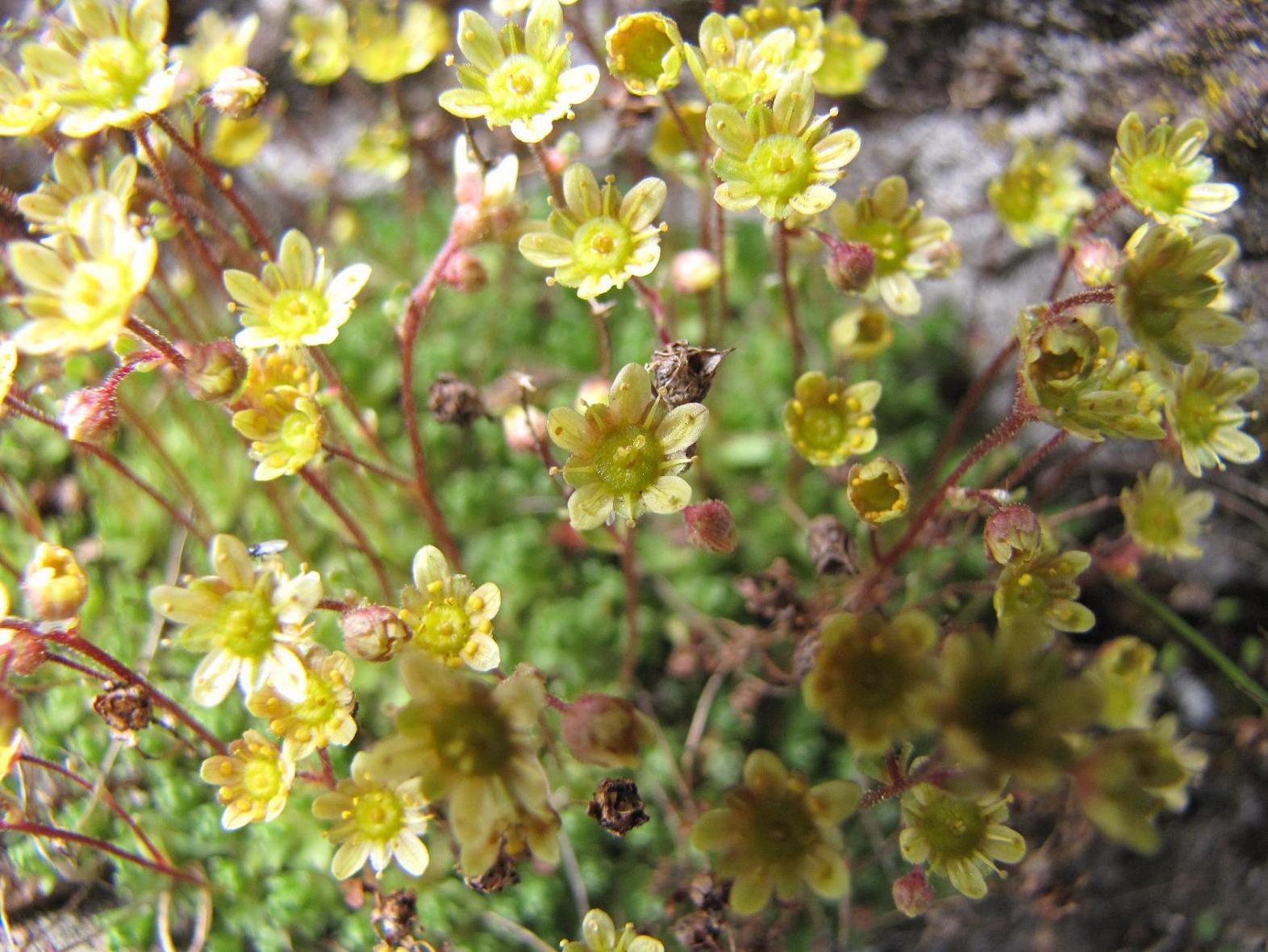Saxifraga moschata Wulfen ???